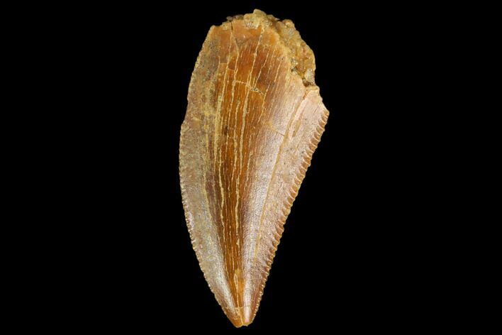Serrated, Raptor Tooth - Real Dinosaur Tooth #127073